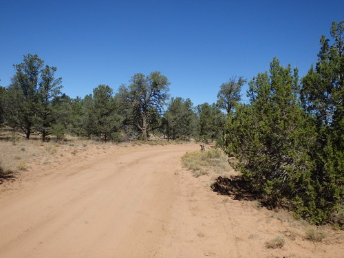 GDMBR: Northbound on CR-42.
